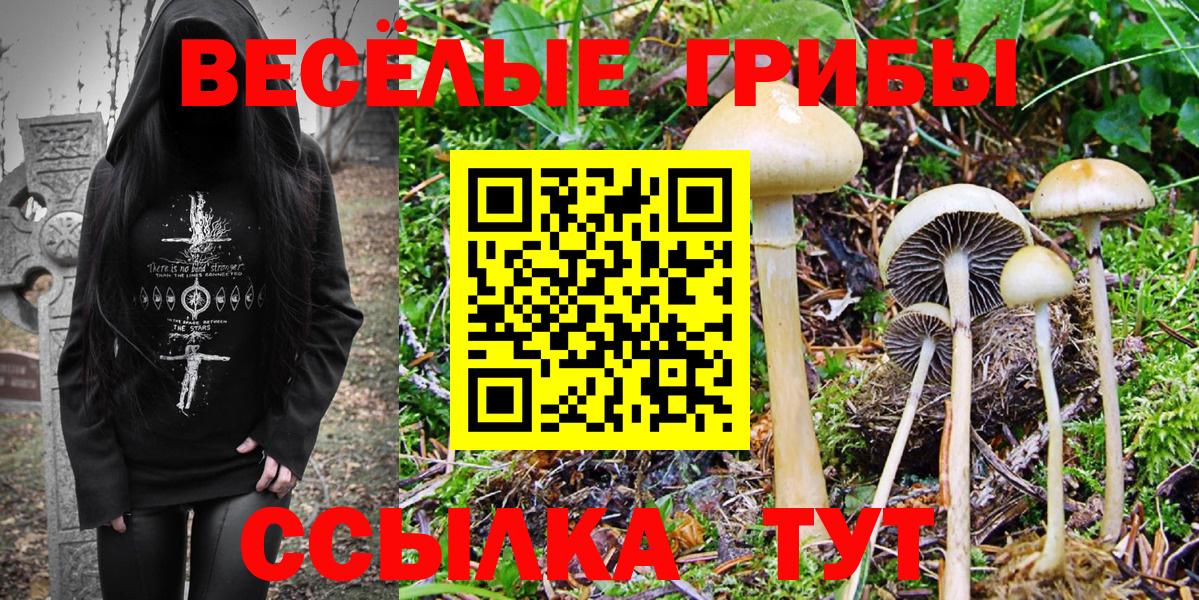 Псилоцибиновые грибы Cubensis Чайковский